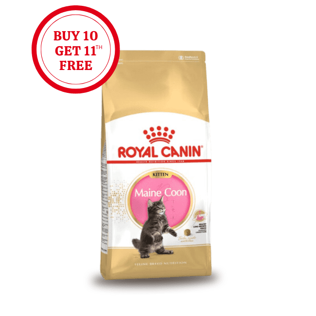 Royal Canin Maine Coon Kitten